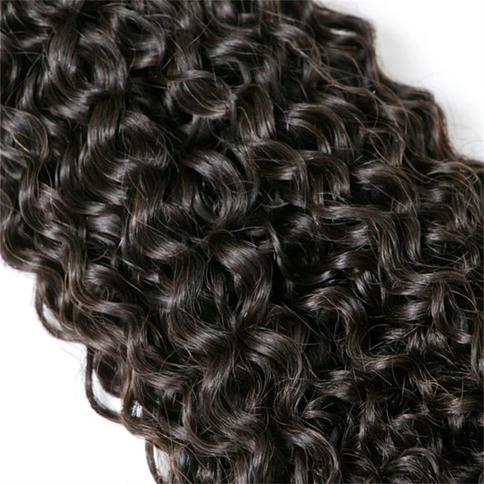 BURMESE CURLY